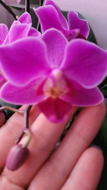 Орхидея Муккала в домашнем цветении. ну очень яркая и ? смотреть онлайн