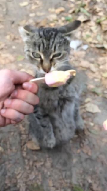 Кот ест мороженное смотреть онлайн