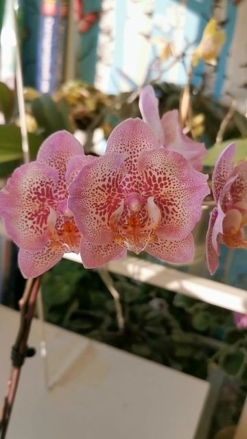 Орхидея Sogo Diamond HLW #орхидеи #орхидеибабочки смотреть онлайн