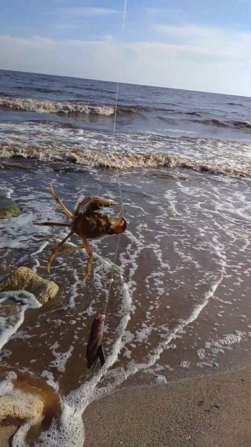 Был сегодня на море думал крабы удрали вода красная пр смотреть онлайн