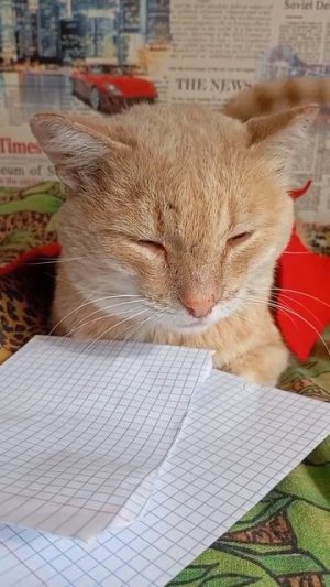если бы котики ходили в школу.