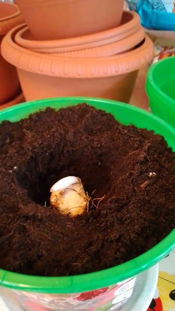 ЛИЛИИ В ГОРШКАХ! смотреть онлайн