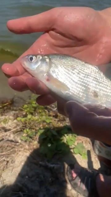 Рыбалка, отдых, выходной! #рыбалка #отдых #выходные #при смотреть онлайн