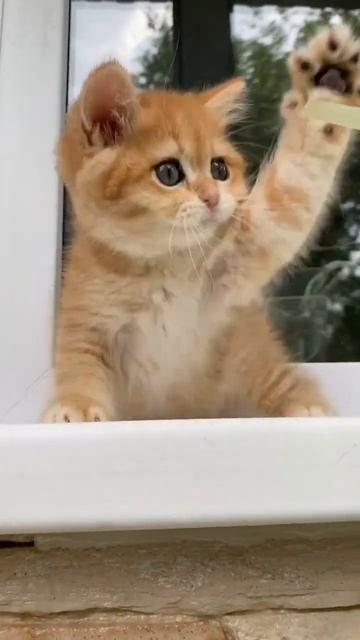 «Шило в попе» вам демонстрирует Ромео😁Вот насколько