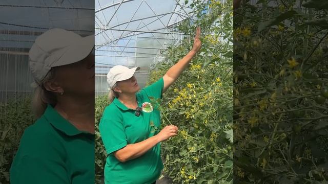 Томат Черри Барбариска #огород #дача смотреть онлайн