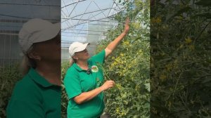 Томат Черри Барбариска   #огород #дача