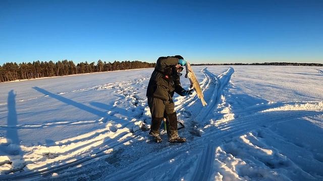 ЗИМНЯЯ РЫБАЛКА В ХМАО. ЩУКА НА ЖЕРЛИЦЫ. ЛОВЛЯ ОКУНЯ смотреть онлайн