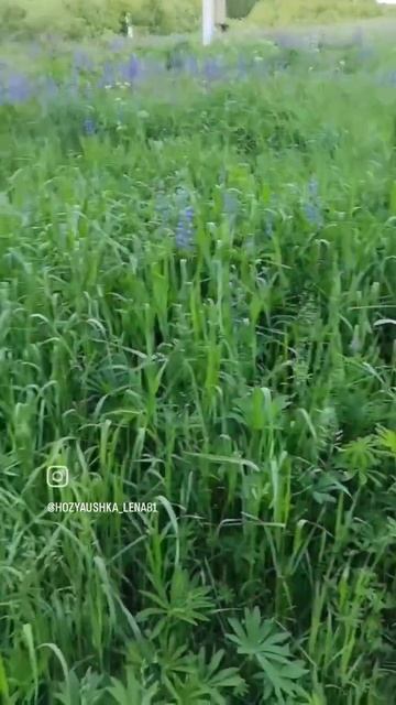 ЛЮПИНЫ смотреть онлайн