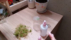 Реанимация алоказии Black velvet