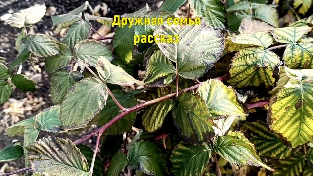 Дружная семья - интересные истории. | Слушать рассказы смотреть онлайн