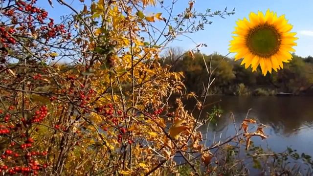 Боярышник mp4 смотреть онлайн