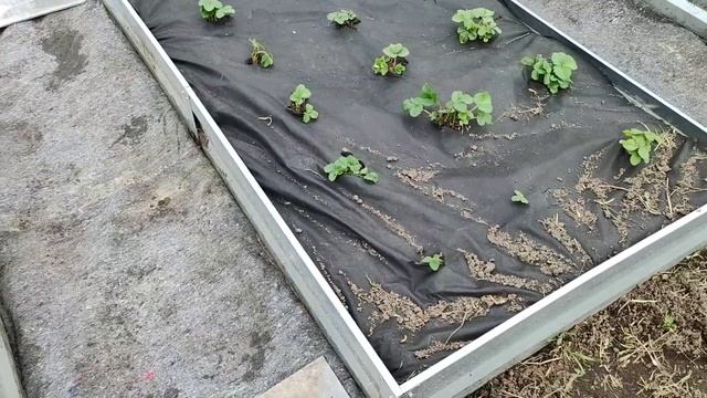 🌿 НОВЫЕ ГРЯДКИ БЕЗ СОРНЯКОВ! Мой эксперимент смотреть онлайн