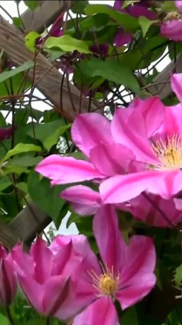 Клематис. Дмитрий Шлапак смотреть онлайн