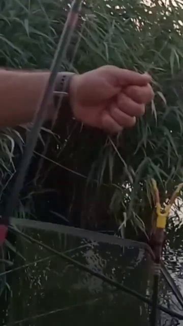 Фідер та карась, ОЗЕРО НЕБО, Олександрівка, Поскот, Оде смотреть онлайн