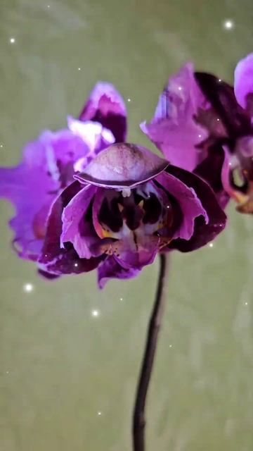 Phal. Miki Gorgeous 'butterfly' #orchid #орхідеї смотреть онлайн