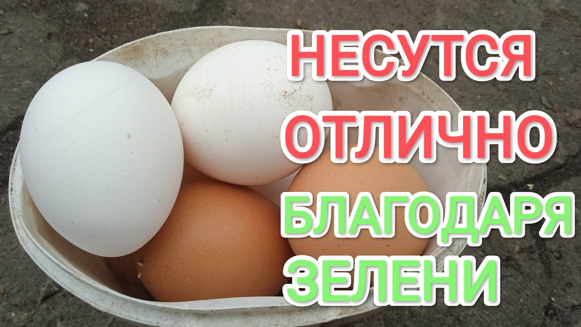 Чтобы куры-несушки хорошо неслись летом давайте больше зеленой травы смотреть онлайн
