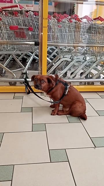 очень тяжело#собаки#shorts смотреть онлайн