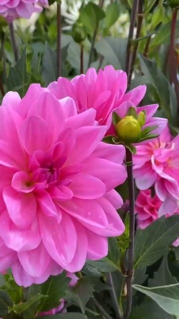 Возможные сочетания 🌸георгина Онеста и 🌺Дана смотреть онлайн