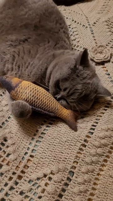 Кошкина любовь. Люблю не могу 😻 Рыбонька моя 🐠 Кошач? смотреть онлайн
