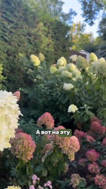 А КАК У ВАС В ЭТОМ ГОДУ? #гортензииметельчатые #сад #гор смотреть онлайн