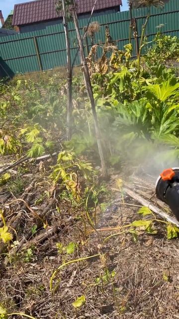 Уничтожение борщевика, закрепительная обработка смотреть онлайн