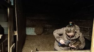 Коза не ест и не пьет! Остановка рубца у козы! Экстренн?