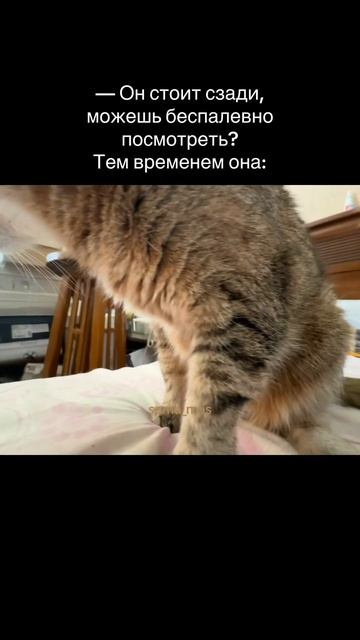 У всех же есть такой друг? #cat #котики #кот #animal #кошка #ми смотреть онлайн