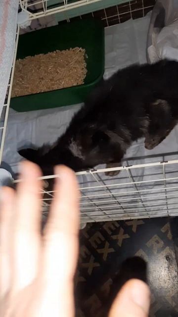 #cat #животные #космос смотреть онлайн