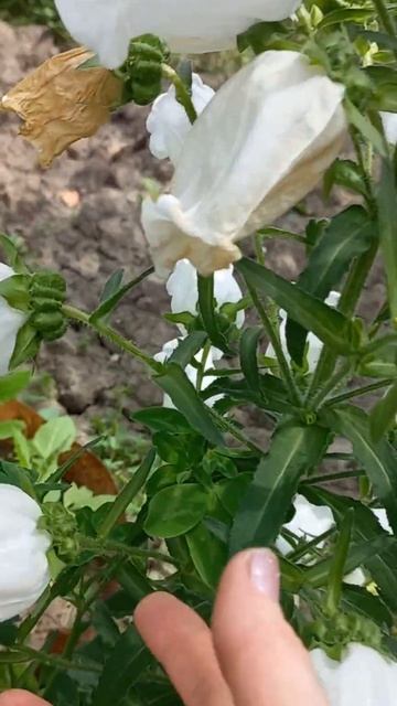 г .РОСТОВ - НА - ДОНУ , ул .СОДРУЖЕСТВА , КОЛОКОЛЬЧИКИ П? смотреть онлайн