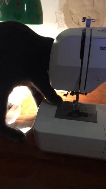 Муся шьёт с хозяйкой