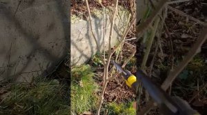 Как сформировать гибискус на штамбе, нюансы, начало-ре