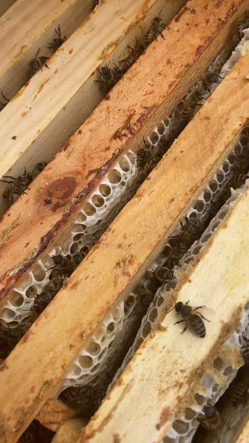 10.08.24 мед есть 👍 смотреть онлайн