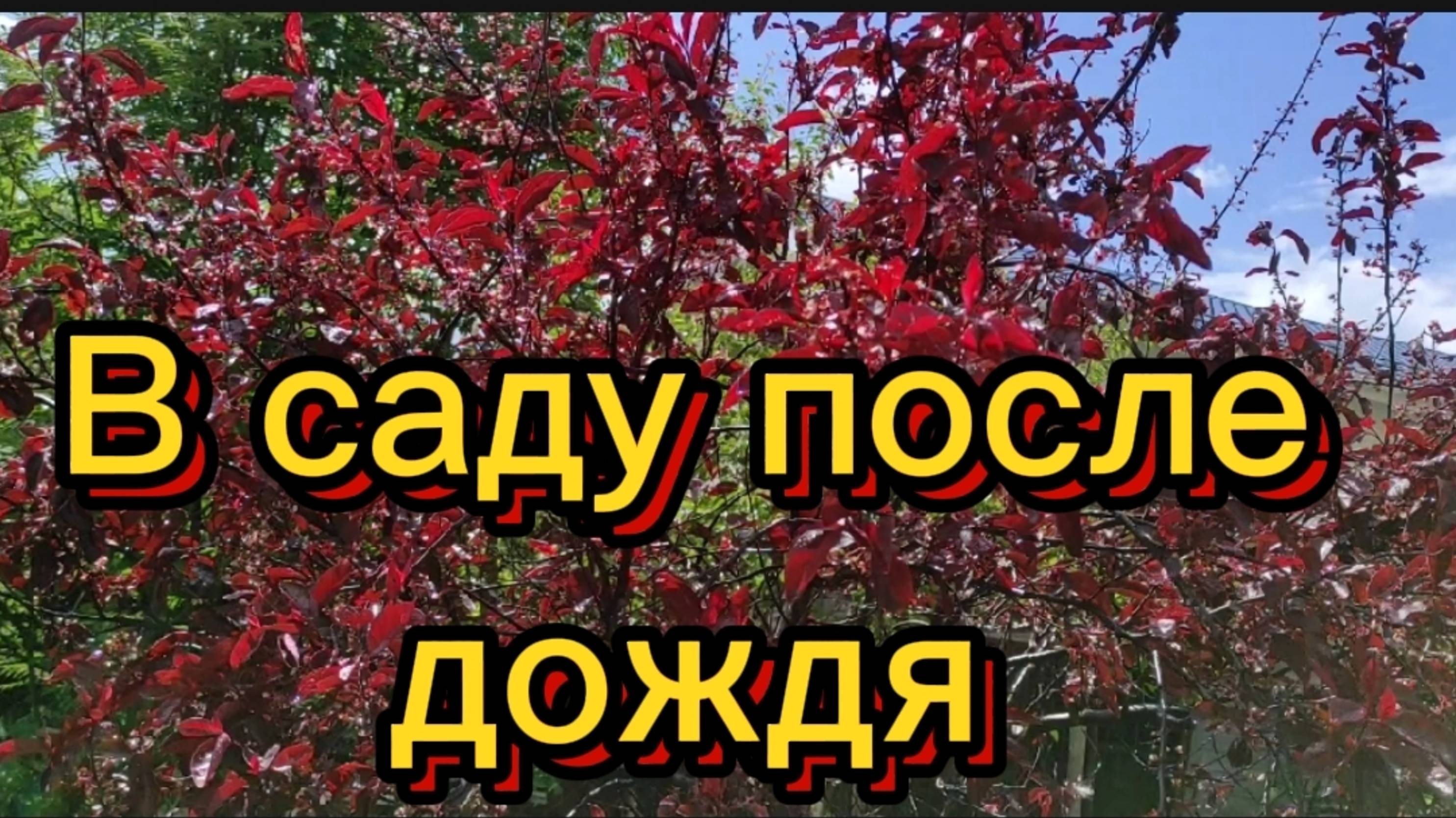 После дождя... красота... смотреть онлайн