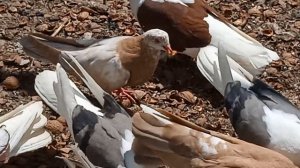 14.05.2025г.Делать нечего.Снял голубей.