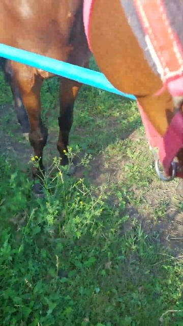 Ест дерево 🤭 #horse #лошади #дети #конкур #конныйспорт смотреть онлайн