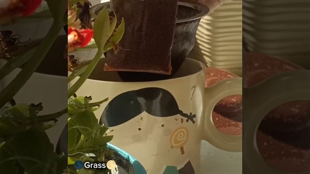 [🌱]~Я есть ещё в лайке 😋🌿 смотреть онлайн