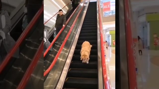 КОТИКИ - ОНИ ВСЕГДА ТАКИЕ СМЕШНЫЕ / СМЕШНЫЕ КОТЫ 2023 / СМЕШНЫЕ ВИДЕО С КОШКАМИ / СМОТРИ И УЛЫБАЙСЯ смотреть онлайн