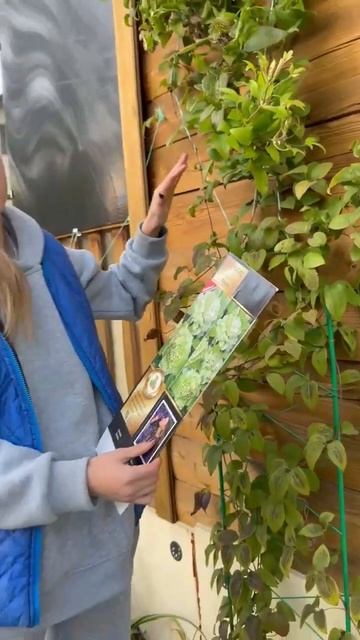 ТРИ группы обрезки клематисов. Это важно! смотреть онлайн