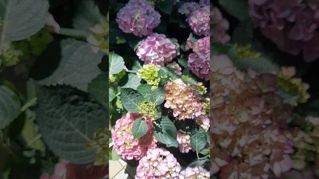 Гортензия Обзор Продажа 2025 смотреть онлайн