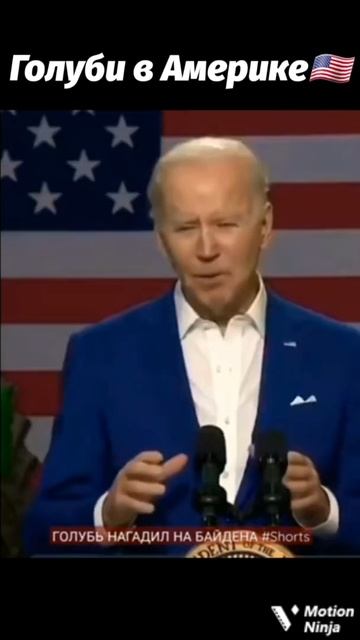 Голуби в России VS в Америке #shorts #мемы смотреть онлайн