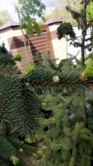 🌲Ель Инверса | Telegram: https://t.me/love_is_hvoiny_dvorik смотреть онлайн