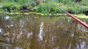 Лето🌞 рыбалка 🐟на Боковой кивок🎣
