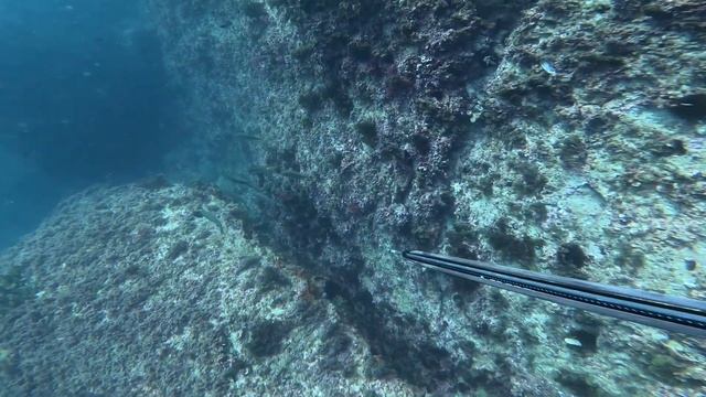 Вкусная подводная охота в Испании! Зима 2025г. смотреть онлайн