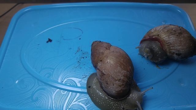 Улитки ( Мегасы) на прогулке) смотреть онлайн