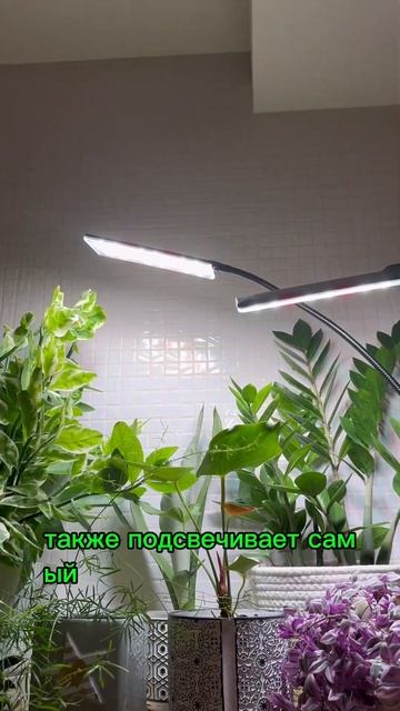 ДОСВЕТКА моих растений