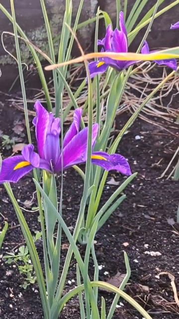 ирисы или не ирисы? #цветы #ирисы #дача смотреть онлайн