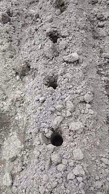 Сажаем картошку с помощью пики в готовые грядки смотреть онлайн