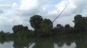 Wallerangeln Silure, Siluro, catfish Wels