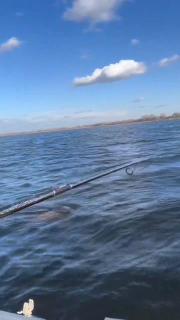 Звук фрикционн как бальзам для ушей#рыбалка#рыбалкасг