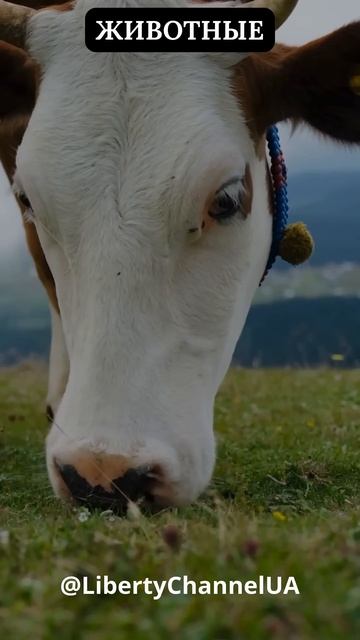 У коров могут быть друзья 🐄 смотреть онлайн